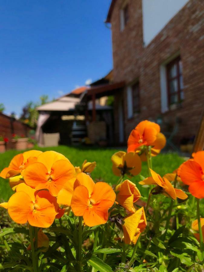 Janicsar Garden Apartman Eger Zewnętrze zdjęcie