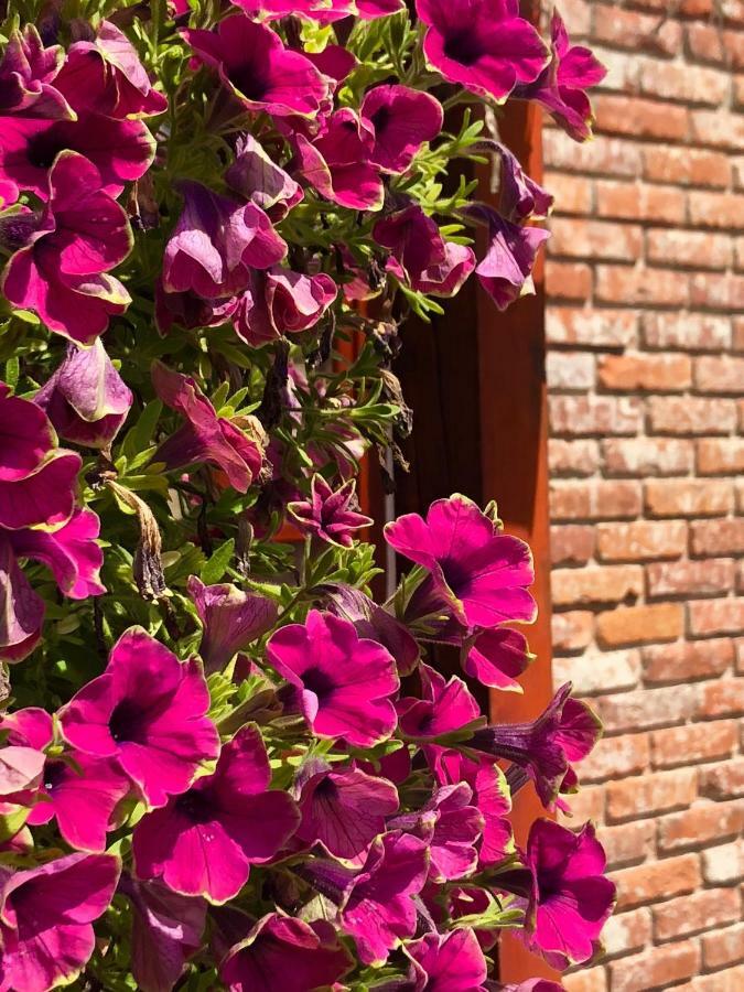 Janicsar Garden Apartman Eger Zewnętrze zdjęcie